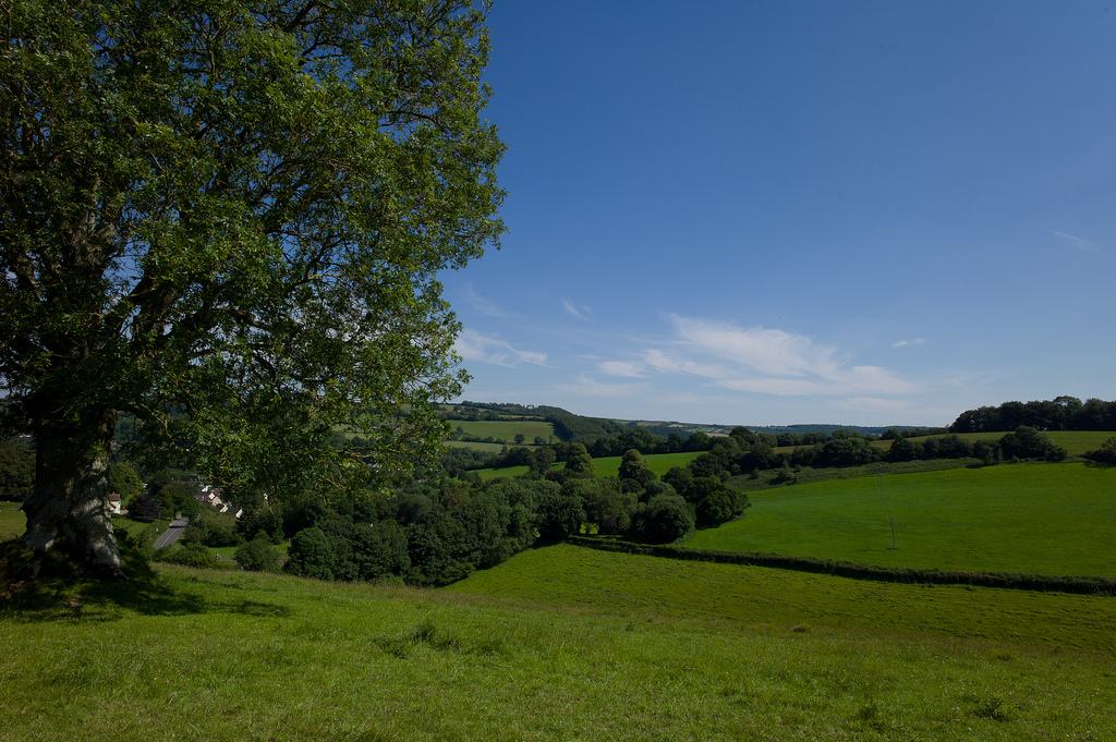 Fields near Bampton village