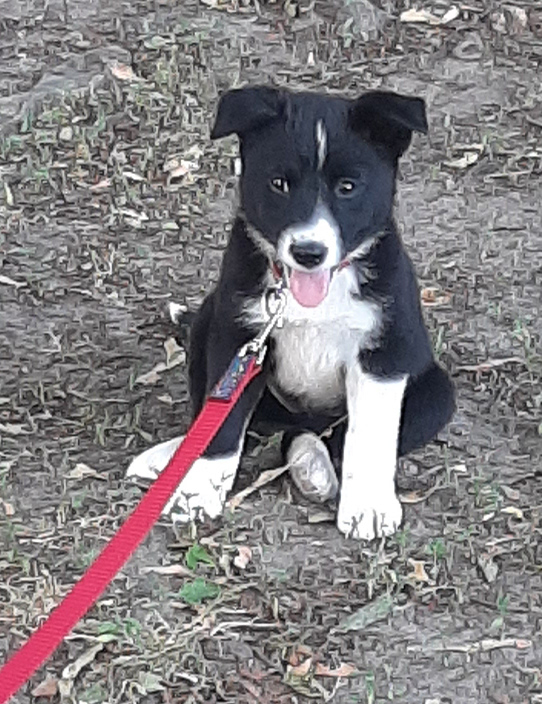 Ruby, a border collie puppy