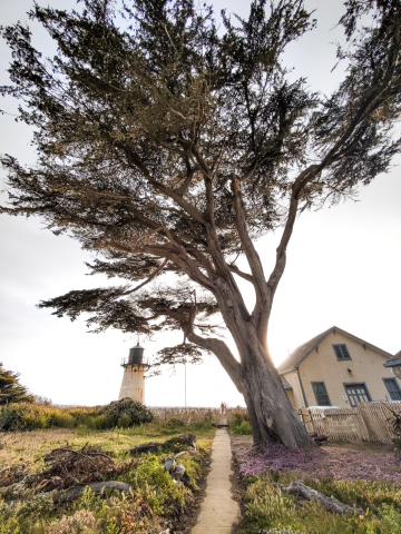 Tree in front of Point Montara Lighthouse at Golden hour
