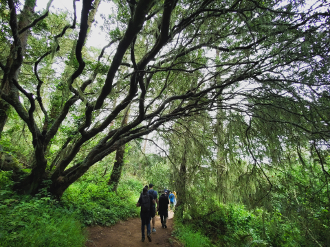 Group of participants hiking through lush green Eucalyptus forest
